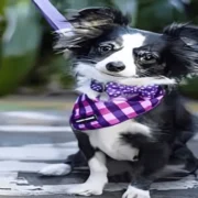 Dog Accessories