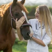 Horse Vet Supplies