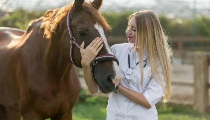 Horse Vet Supplies