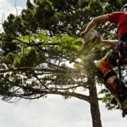 Tree Trimming