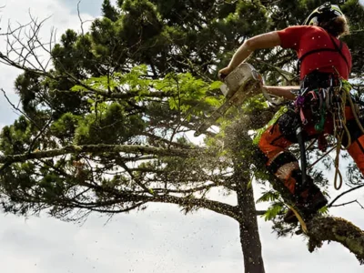 Tree Trimming