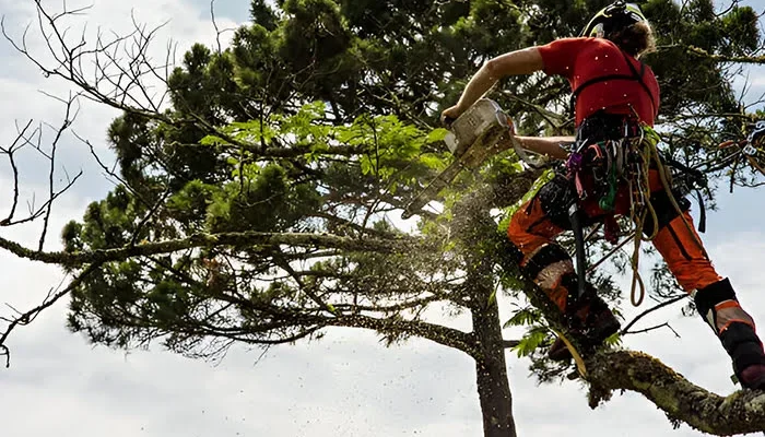 Tree Trimming