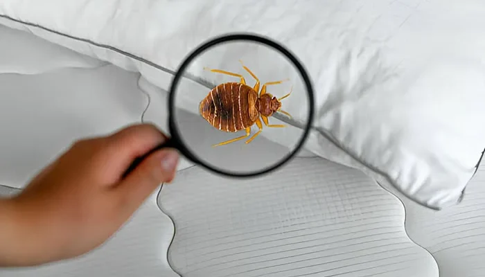 Bed Bug Treatment