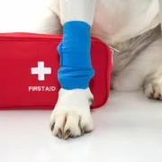 First Aid Tips for Dog Owners