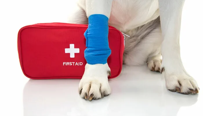 First Aid Tips for Dog Owners