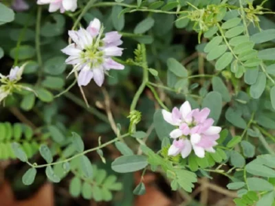 White Dutch Clover