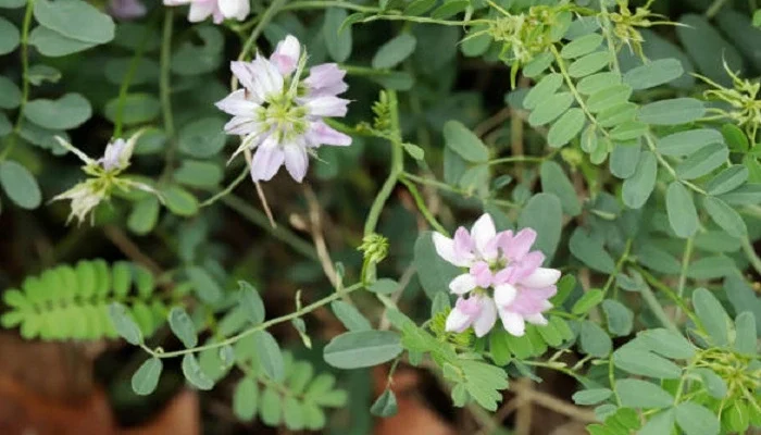 White Dutch Clover