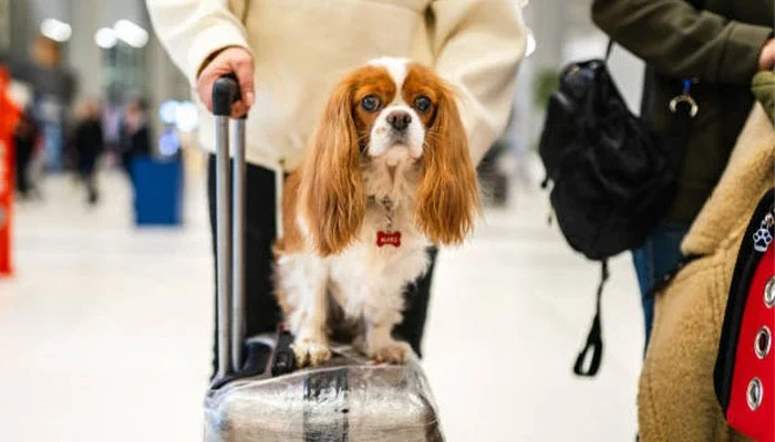 Air Travel for Dogs
