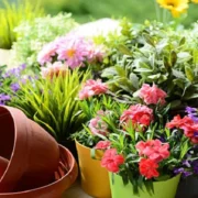 Outdoor Plants