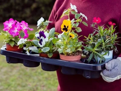 Outdoor Plants