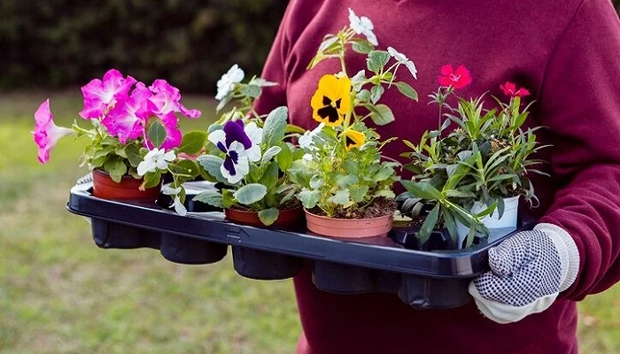 Outdoor Plants